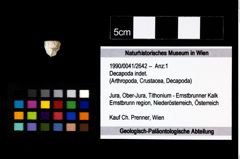 Foto (Objekt + Etikett) von Decapoda indet.  (NHMW-GEO-1990-0041-2642)